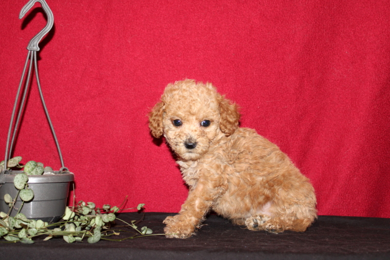 puppy, for, sale, Mini Golden Doodle F1B, Matthew B. Stoltzfus, dog, breeder, Gap, PA, dog-breeder, puppy-for-sale, forsale, nearby, find, puppyfind, locator, puppylocator, aca